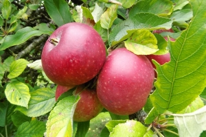 Æbler
