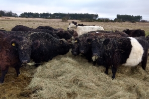 Galloway-kvæg, der laver naturpleje flere steder på Fyn. Et af stederne er Enebærodde ved Odense Fjord.