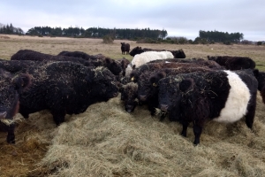 Galloway-kvæg, der laver naturpleje flere steder på Fyn. Et af stederne er Enebærodde ved Odense Fjord.