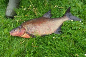 Syge fisk i voldgraven i Nyborg(1)