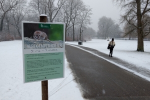 8. marts 2018: Odense Kommune har indledt en årelang krig mod rotter i en park midt i byen. Foto: Ole Holbech