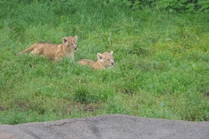 Tre hun-løvekillinger fik tirsdag græs under poterne i Odense Zoo