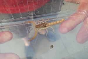 Giftig skorpion fundet i Næsby på Fyn