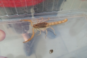 Giftig skorpion fundet i Næsby på Fyn(1)