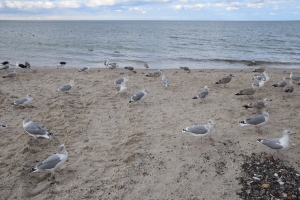 Kystfiskeri fra Nørre Vorupør