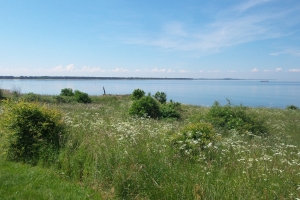 Gabet Odense Fjord