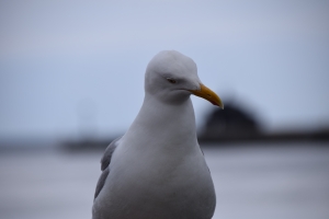 Kerteminde Havn