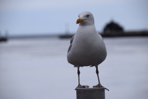 Kerteminde Havn