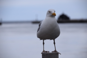 Kerteminde Havn