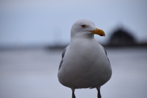 Kerteminde Havn