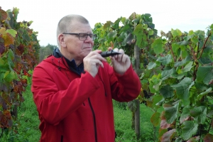 Vindruerne på markerne ved Magtenbølle Vingård