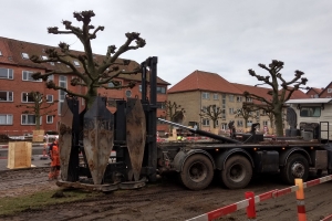 14. marts 2018: Ti fredede platantræer på Middelfartvej i Bolbro skal flyttes i forbindelse med letbanearbejdet. Hvert træ vurderes til at have en værdi af 100.000 kroner.  Foto: Ole Holbech