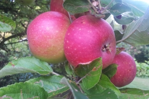 Æbler(1)