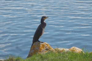 Skarv i Odense Fjord