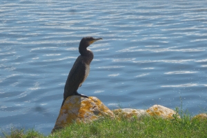 Skarv i Odense Fjord