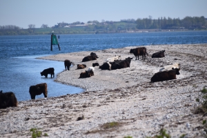 6. maj 2018: Enebærodde ved Odense Fjord. Foto: Ole Holbech