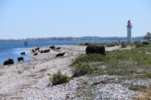 6. maj 2018: Enebærodde ved Odense Fjord. Foto: Ole Holbech