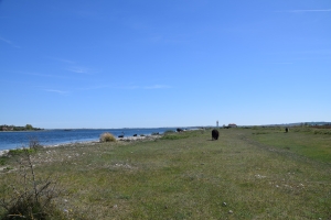 6. maj 2018: Enebærodde ved Odense Fjord. Foto: Ole Holbech