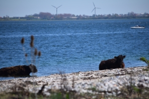 Ene6. maj 2018: Enebærodde ved Odense Fjord. Foto: Ole Holbech