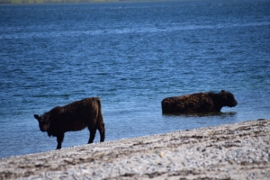 6. maj 2018: Enebærodde ved Odense Fjord. Foto: Ole Holbech