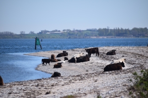 6. maj 2018: Enebærodde ved Odense Fjord. Foto: Ole Holbech