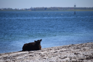 6. maj 2018: Enebærodde ved Odense Fjord. Foto: Ole Holbech