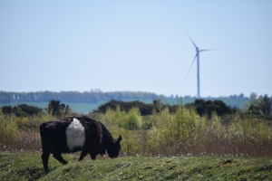 6. maj 2018: Enebærodde ved Odense Fjord. Foto: Ole Holbech