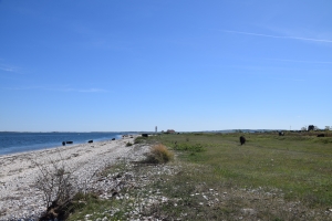 6. maj 2018: Enebærodde ved Odense Fjord. Foto: Ole Holbech