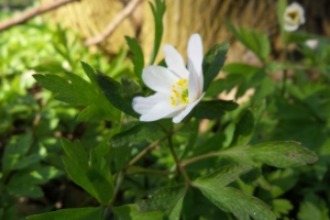 Forår Anemone