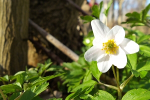 Forår Anemone(1)