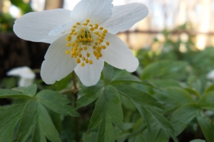 Forår Anemone(2)