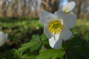 Forår Anemone(3)