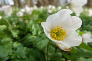 Forår Anemone(4)