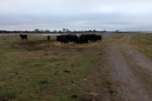 Galloway-kvæg, der laver naturpleje flere steder på Fyn. Et af stederne er Enebærodde ved Odense Fjord.