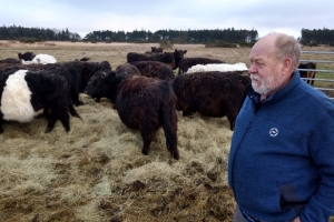 Galloway-kvæg, der laver naturpleje flere steder på Fyn. Et af stederne er Enebærodde ved Odense Fjord.