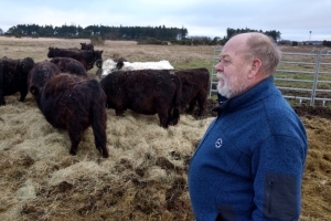 Galloway-kvæg, der laver naturpleje flere steder på Fyn. Et af stederne er Enebærodde ved Odense Fjord.