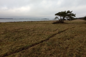 Enebærodde ved Odense Fjord.