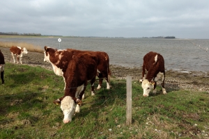 24. april 2018: Gyldensteen. Foto: Ole Holbech