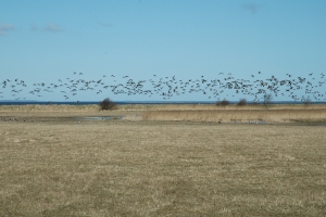 Gyldensteen Inddæmmede Strand ved Bogense