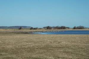 Gyldensteen Inddæmmede Strand ved Bogense