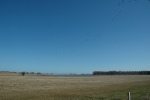 Gyldensteen Inddæmmede Strand ved Bogense