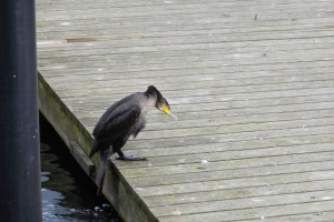 Skarv i Odense Havn