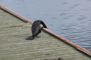 Skarv i Odense Havn