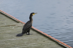 Skarv i Odense Havn