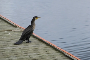 Skarv i Odense Havn