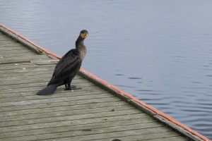 Skarv i Odense Havn