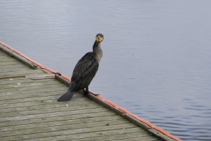 Skarv i Odense Havn