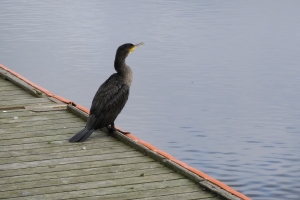 Skarv i Odense Havn