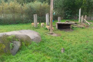 Tre hun-løvekillinger fik tirsdag græs under poterne i Odense Zoo