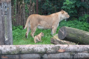 Tre hun-løvekillinger fik tirsdag græs under poterne i Odense Zoo